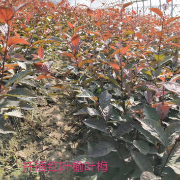 供应红叶榆叶梅小苗及多分枝大苗秋季大量出售