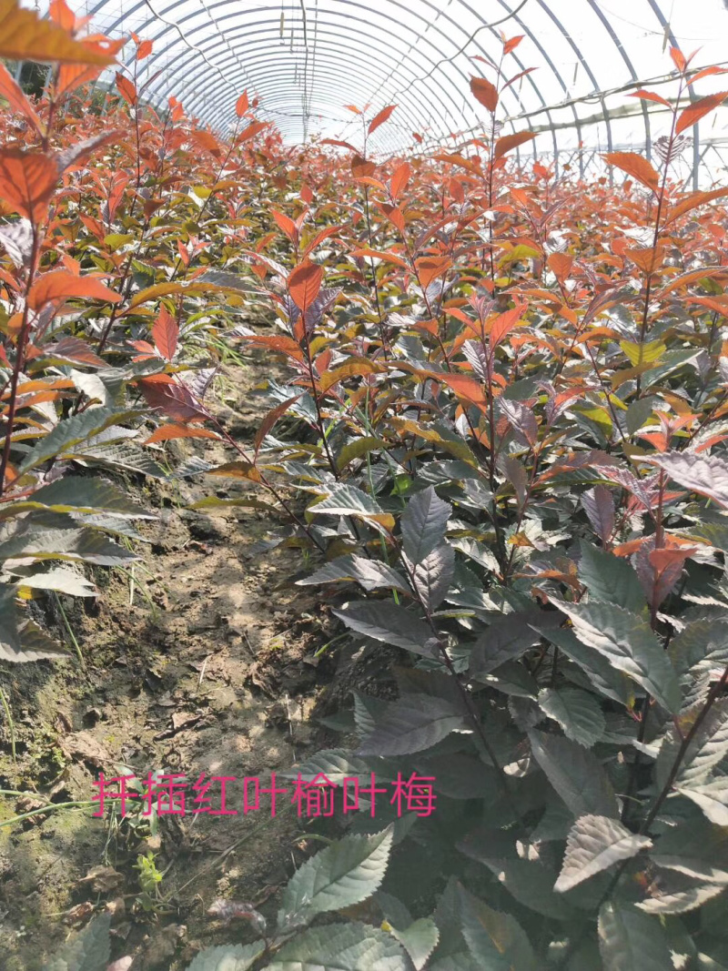 供应红叶榆叶梅小苗及多分枝大苗秋季大量出售