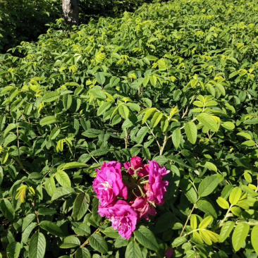 四季玫瑰小苗及工程用苗花期长，秋季大量出售