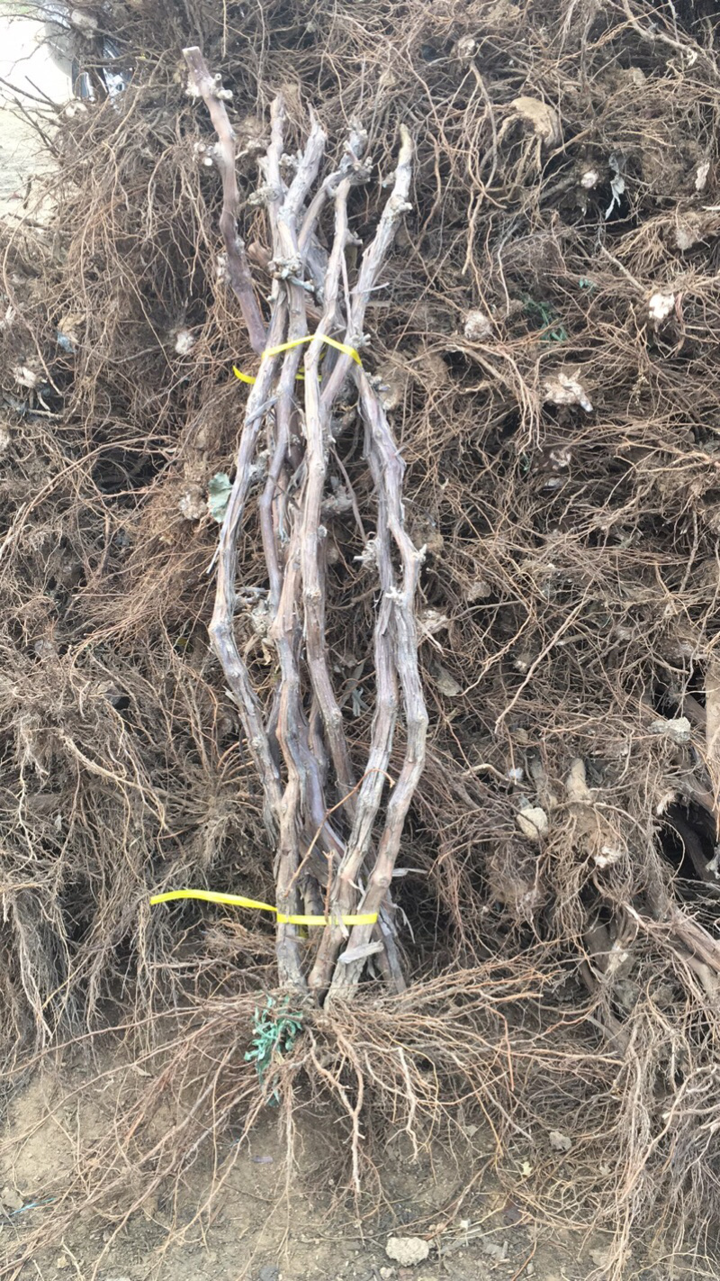 辽宁北镇3公分大葡萄树占地葡萄树