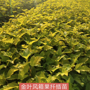 金叶风箱果小苗15-25公分高及工程用苗