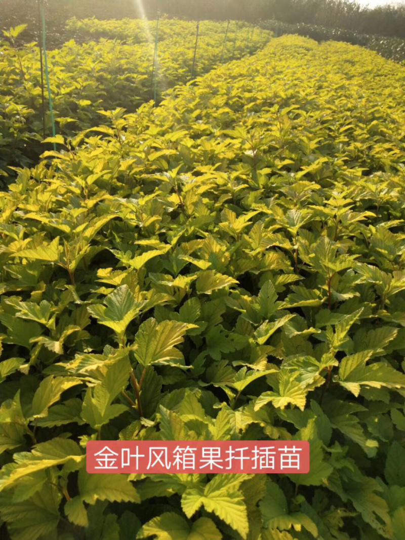 金叶风箱果小苗15-25公分高及工程用苗