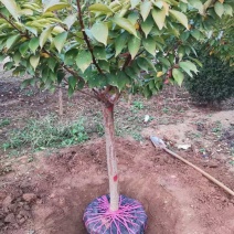 精品樱花晚樱基地低价出售7厘米樱花高杆染井吉野基地直销