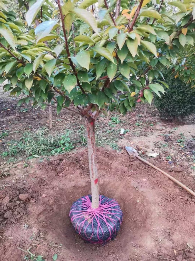 精品樱花晚樱基地低价出售7厘米樱花高杆染井吉野基地直销