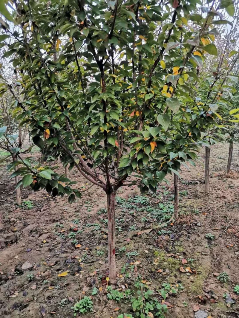 精品樱花晚樱基地低价出售7厘米樱花高杆染井吉野基地直销
