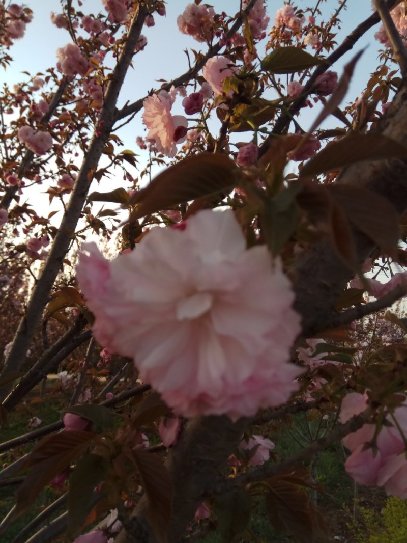 精品樱花晚樱基地低价出售7厘米樱花高杆染井吉野基地直销