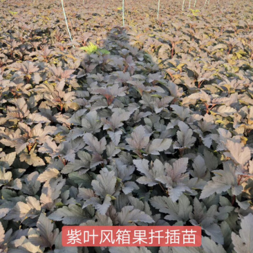 紫叶风箱果小苗15-20公分高大量出售工程苗