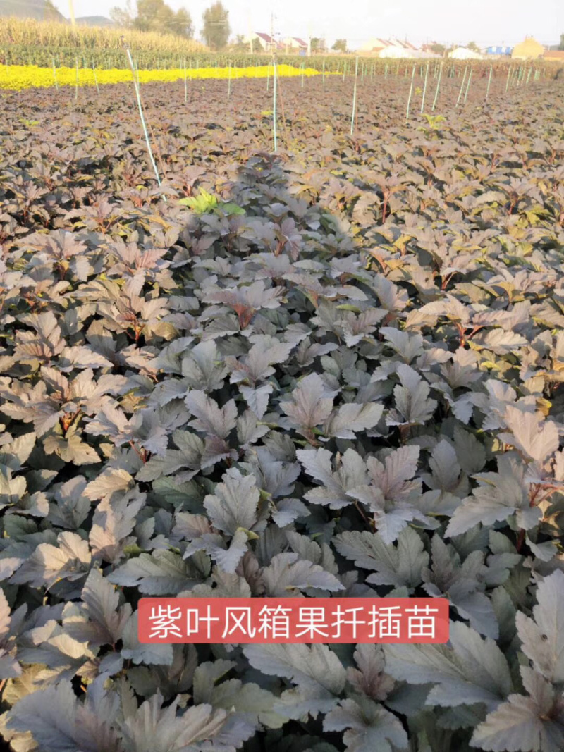 紫叶风箱果小苗15-20公分高大量出售工程苗