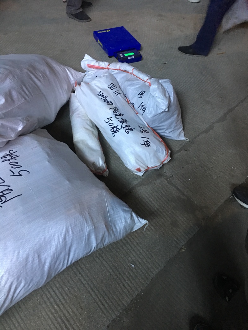 各种嫁接葡萄苗20品种