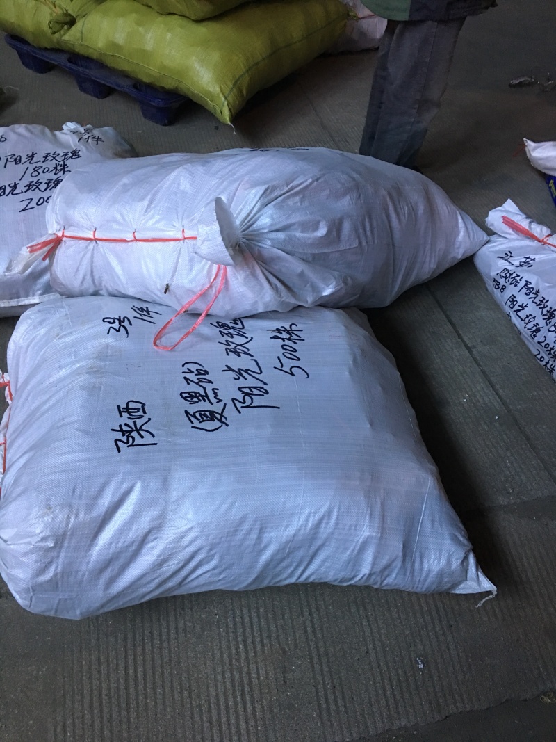 各种嫁接葡萄苗20品种