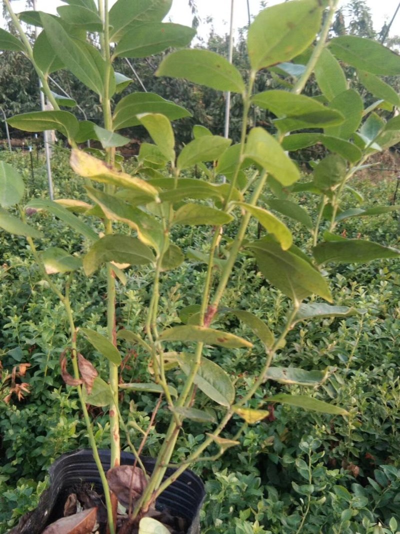 核桃苗品种种植核桃苗供应耐寒的北高丛蓝莓苗品种