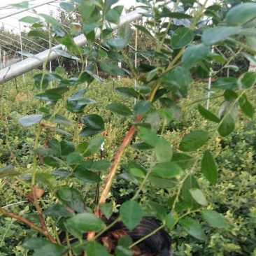 核桃苗品种种植核桃苗供应耐寒的北高丛蓝莓苗品种