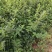 核桃苗品种种植核桃苗供应耐寒的北高丛蓝莓苗品种