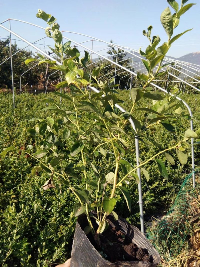 核桃苗品种种植核桃苗供应耐寒的北高丛蓝莓苗品种