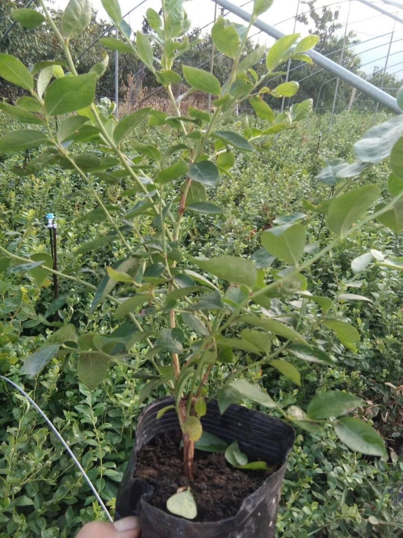 核桃苗品种种植核桃苗供应耐寒的北高丛蓝莓苗品种