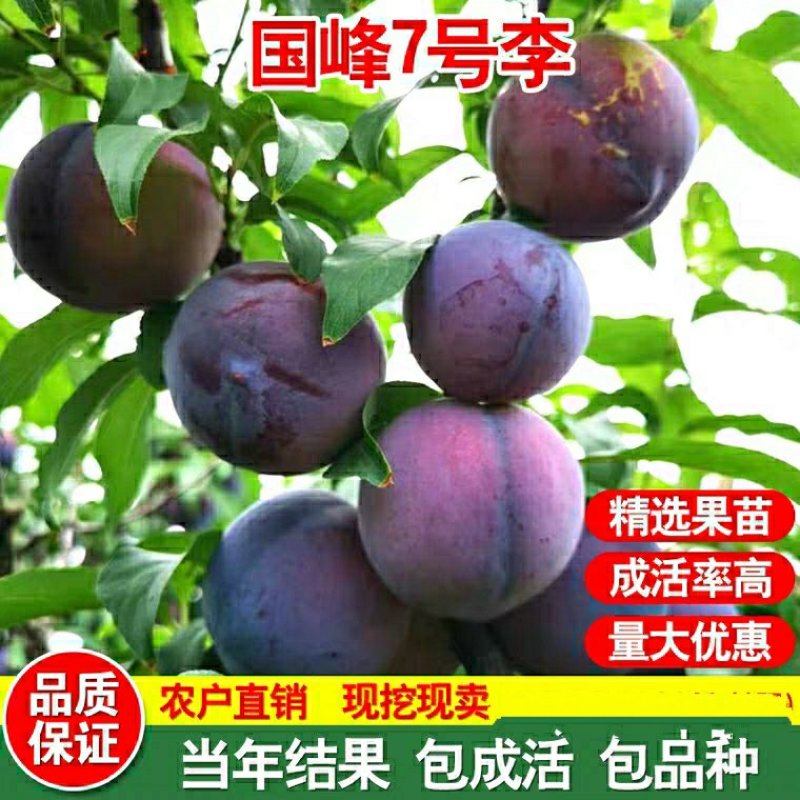 味帝，国峰7号，正宗品种，晚熟品种，甜度高，价格贵