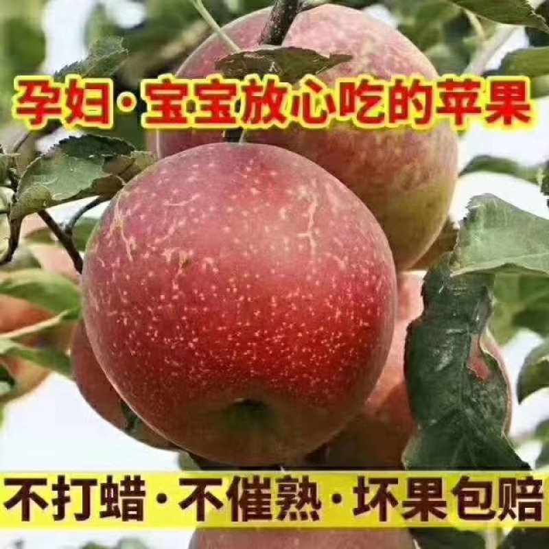 昭通糖心苹果要的快快下单了