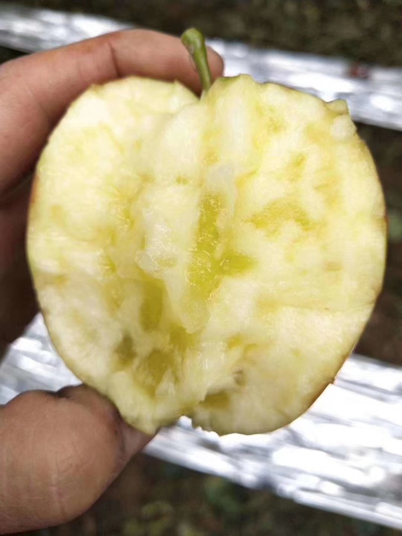 昭通糖心苹果要的快快下单了