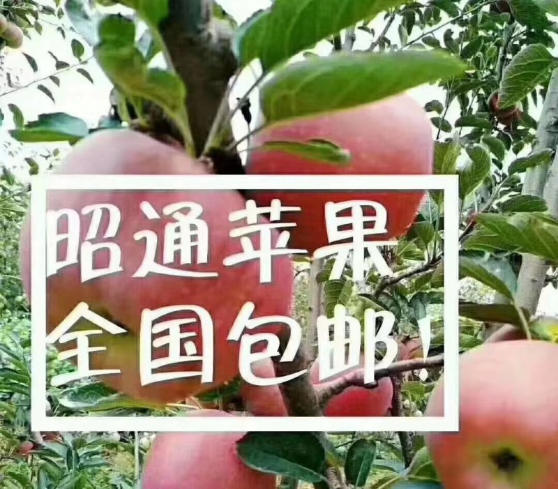 昭通糖心苹果要的快快下单了