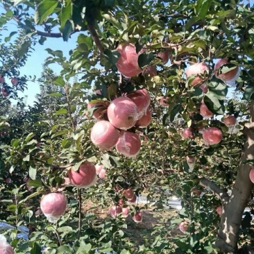 纸加膜的苹果大量