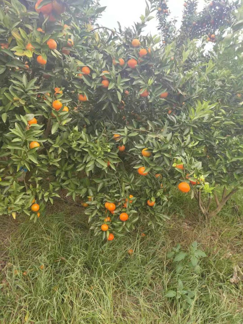 东方红橘子，暗号接单