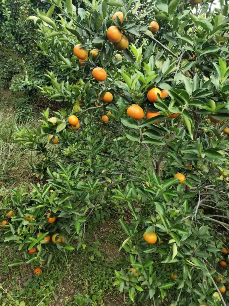 东方红橘子，暗号接单