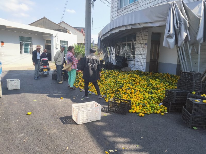 东海岸百万亩柑橘基地大量上市