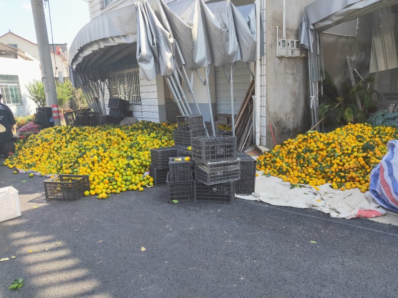 东海岸百万亩柑橘基地大量上市
