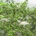 九叶青花椒苗基地直供品种保证纯度价格合理