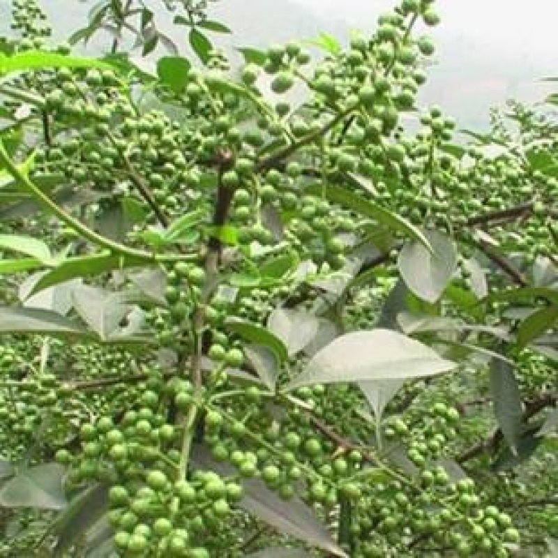 九叶青花椒苗基地直供品种保证纯度价格合理