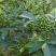 九叶青花椒苗基地直供品种保证纯度价格合理