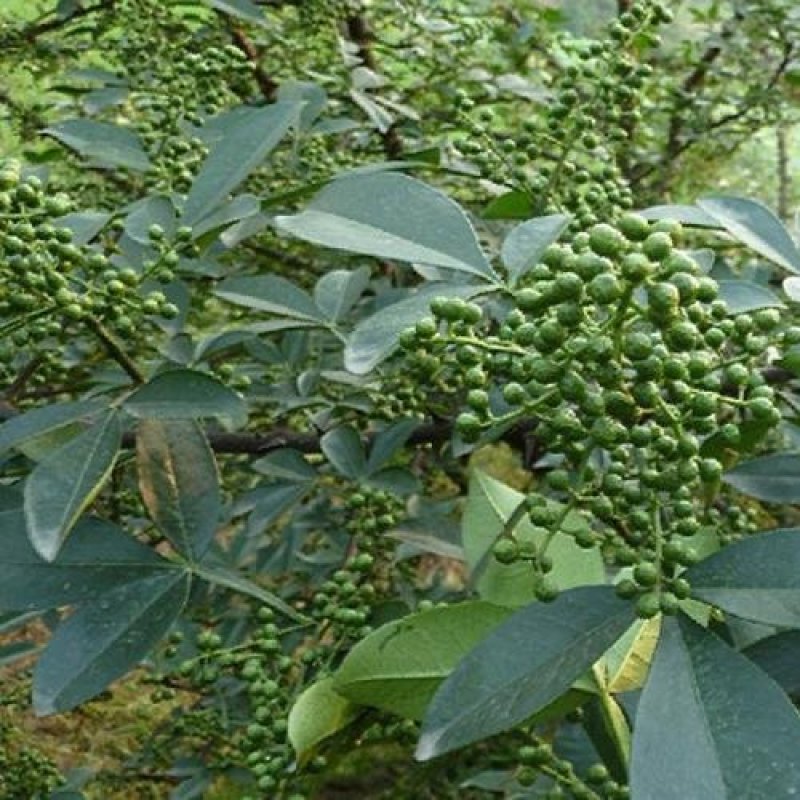 九叶青花椒苗基地直供品种保证纯度价格合理