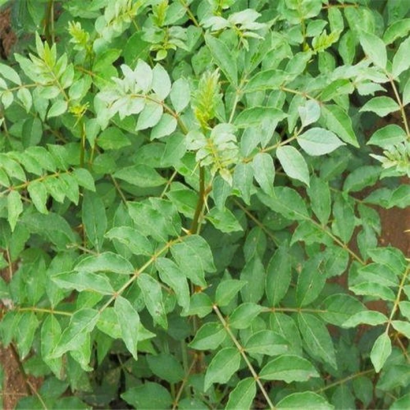 九叶青花椒苗基地直供品种保证纯度价格合理