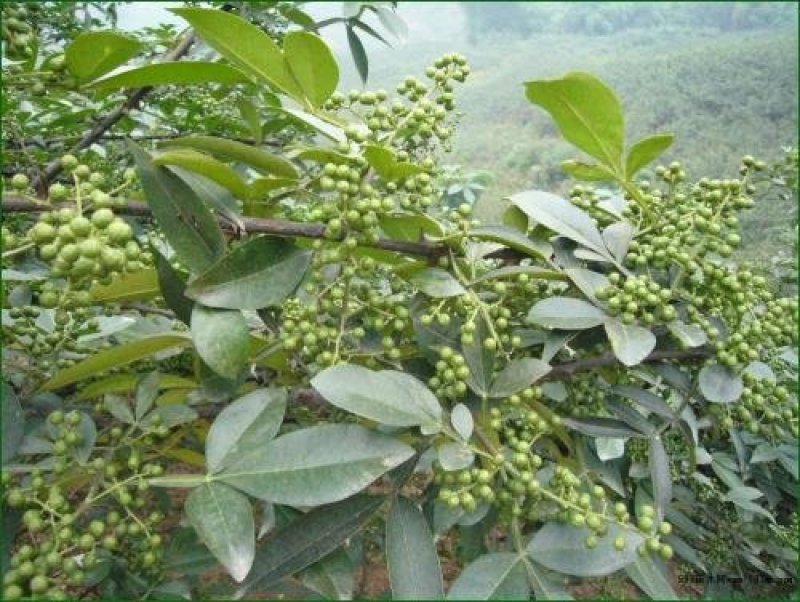 九叶青花椒苗基地直供品种保证纯度价格合理