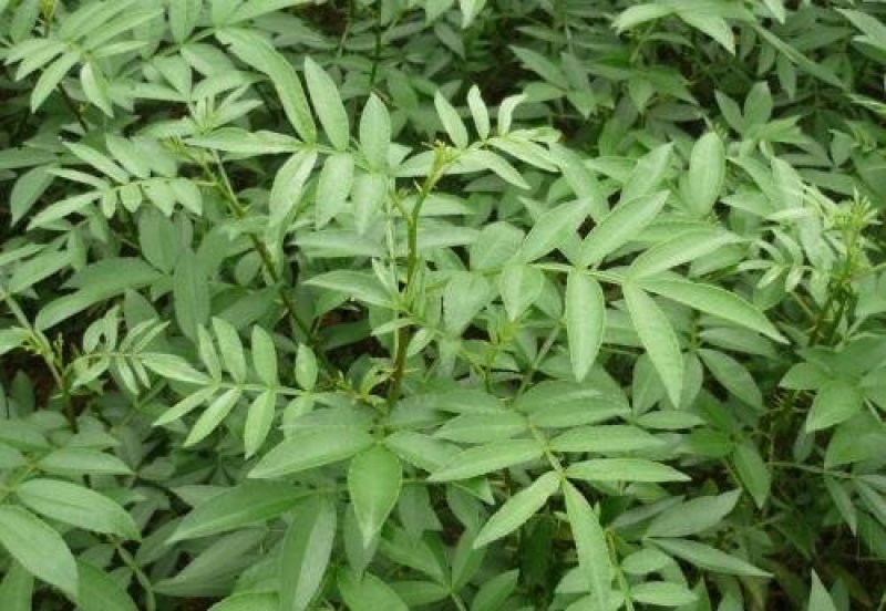 九叶青花椒苗基地直供品种保证纯度价格合理