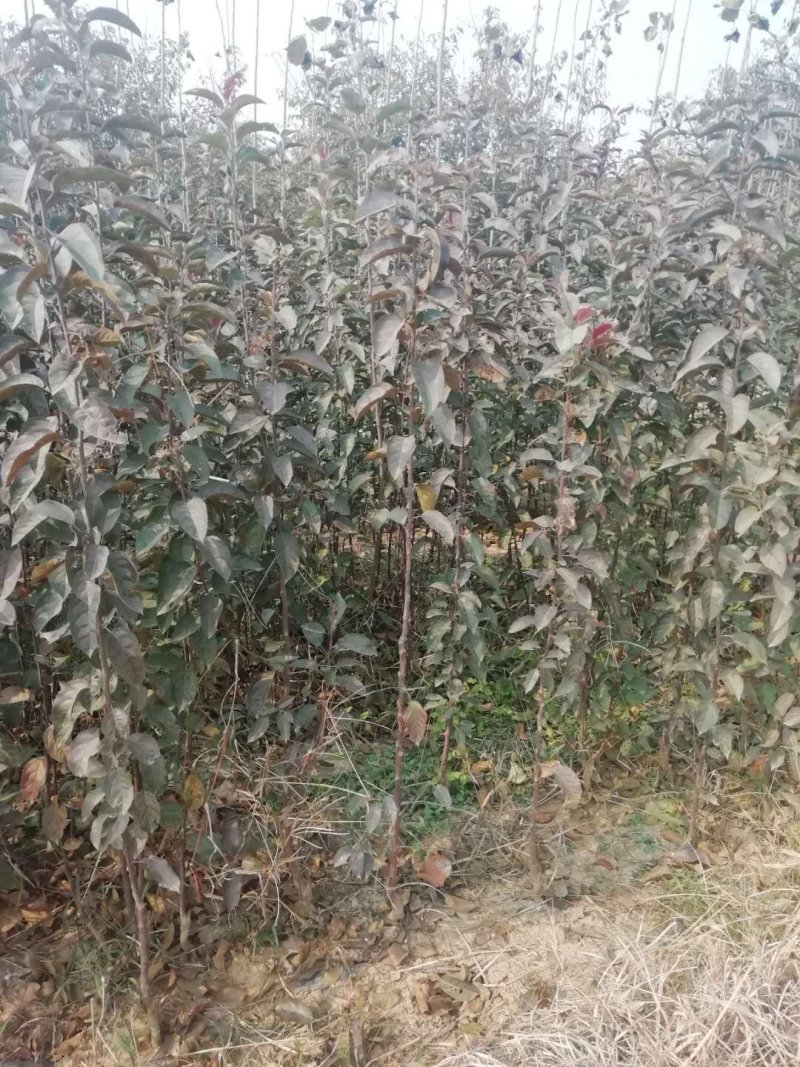 梨树七号种苗，纯正嫁接苗保品种，签合同，不包邮