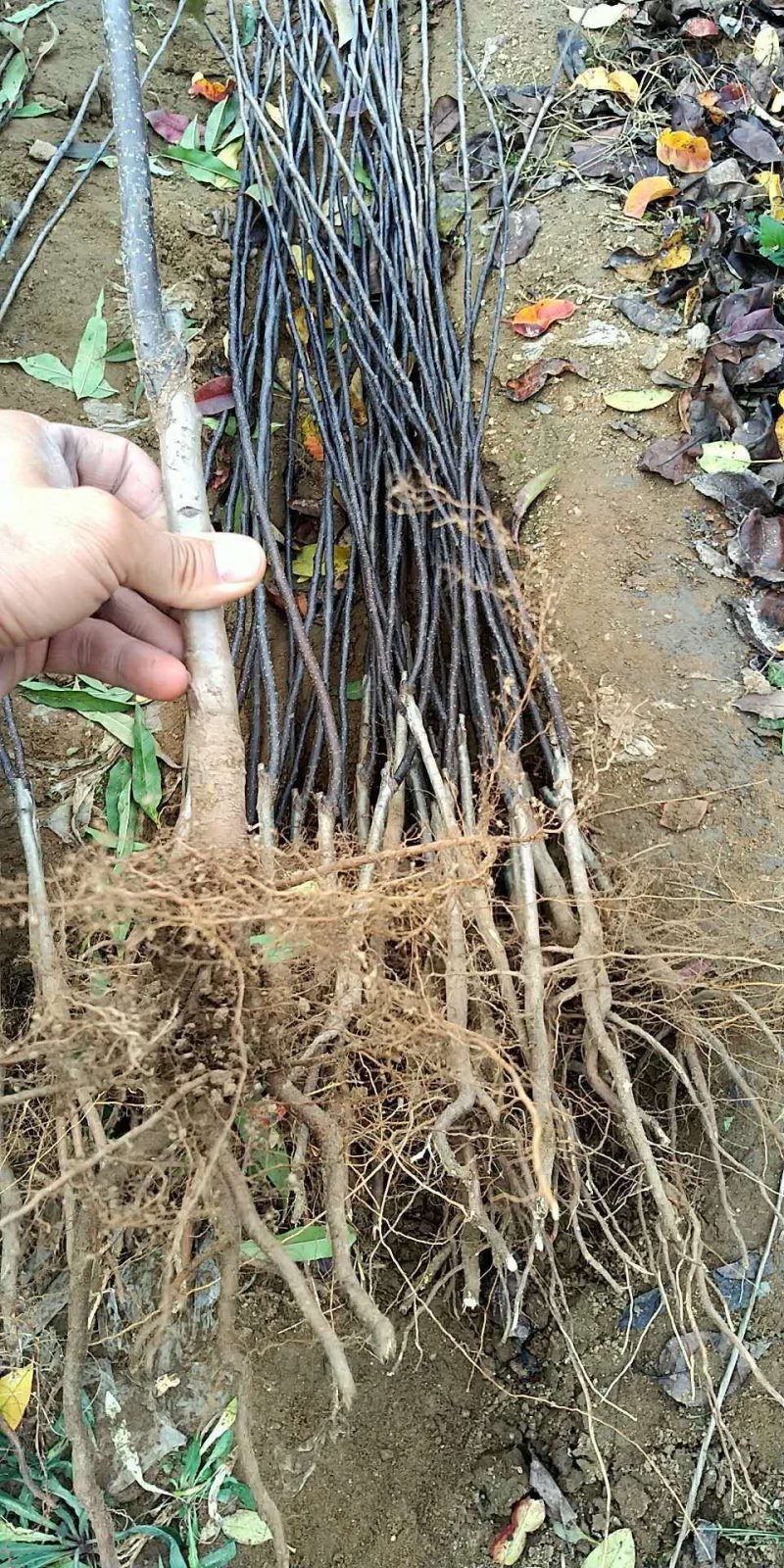 梨树七号种苗，纯正嫁接苗保品种，签合同，不包邮