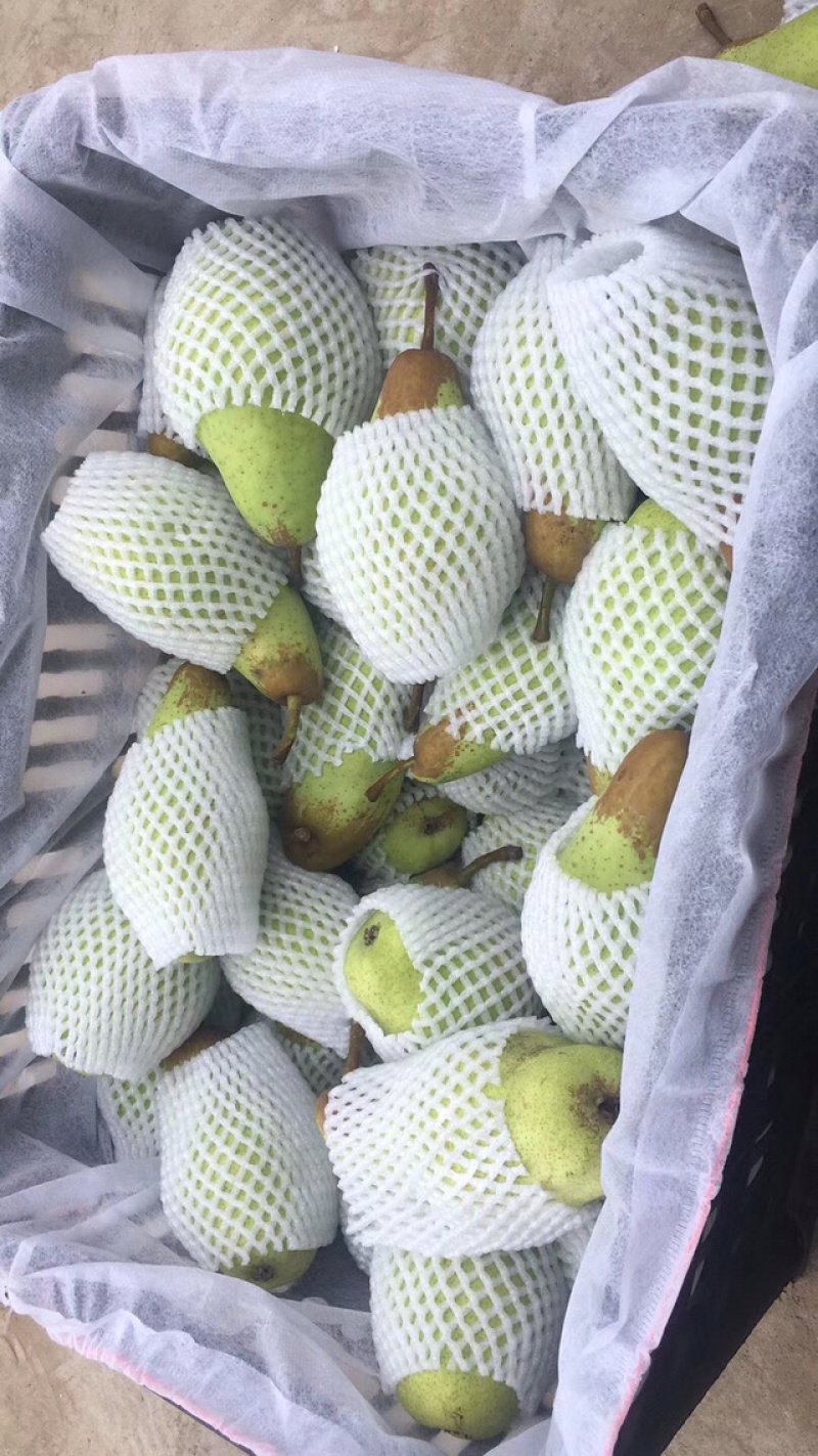 贵妃梨，鸭光梨，茄梨，大头梨，巴梨，克拉梨，洋梨
