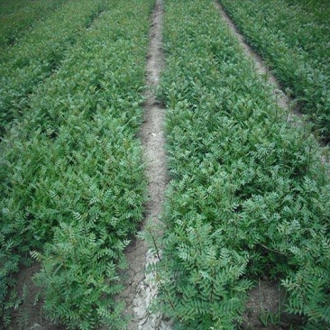 无刺花椒苗采摘方便产量高收益好免费提供种植技术