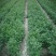 无刺花椒苗采摘方便产量高收益好免费提供种植技术
