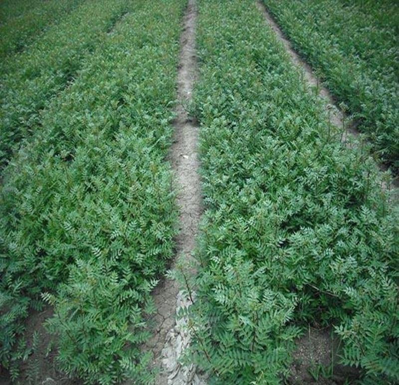 无刺花椒苗采摘方便产量高收益好免费提供种植技术