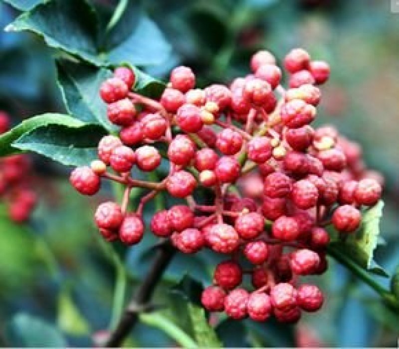 无刺花椒苗采摘方便产量高收益好免费提供种植技术