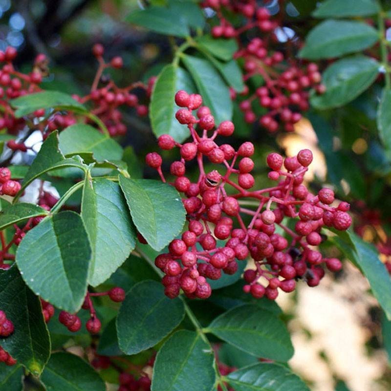 无刺花椒苗采摘方便产量高收益好免费提供种植技术