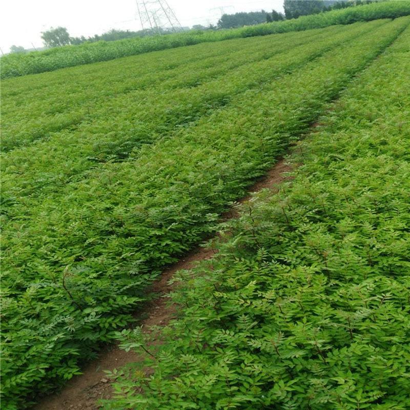 无刺花椒苗采摘方便产量高收益好免费提供种植技术