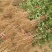 无刺花椒苗采摘方便产量高收益好免费提供种植技术