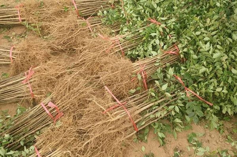 无刺花椒苗采摘方便产量高收益好免费提供种植技术