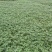 无刺花椒苗采摘方便产量高收益好免费提供种植技术