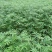 大红袍花椒苗颜色艳丽口感好产量高基地直供保证纯