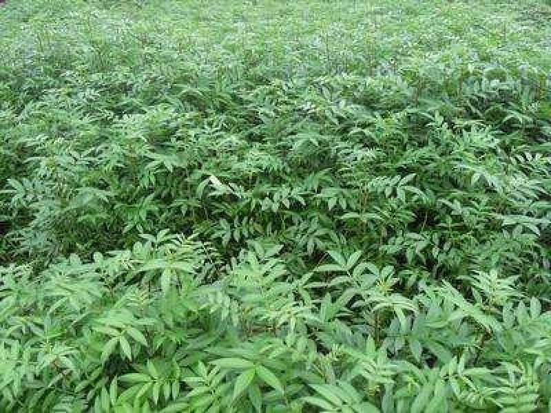大红袍花椒苗颜色艳丽口感好产量高基地直供保证纯