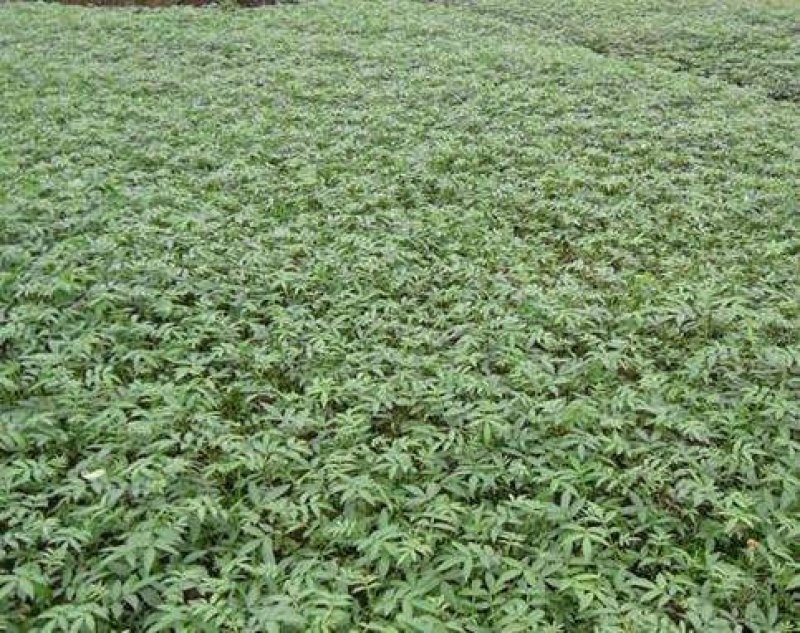 大红袍花椒苗颜色艳丽口感好产量高基地直供保证纯